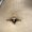 nombril_piercing_tattoo-on-move_1_original