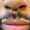 septum_piercing_tattoo-on-move_15_original