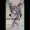 bambi_tattoo_111_tattoo-on-move_requin_marteau_hammerhead_shark_maori_original